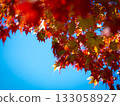 A vivid scene of autumn leaves illuminated by the autumn sun and blue sky. 133058927