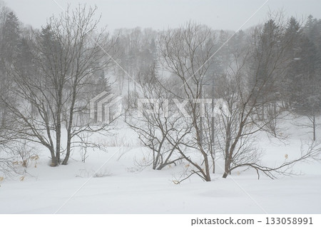 Winter forest Winter forest 133058991