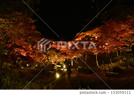 Yahiko Park Momiji Valley 2025 Yahiko Park Momiji Valley 2025 133059111