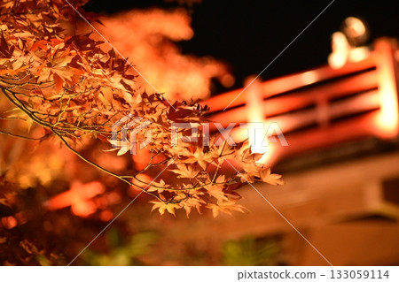 Yahiko Park Momiji Valley 2025 Yahiko Park Momiji Valley 2025 133059114