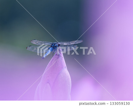 A dragonfly that stops at the lotus bud 133059130