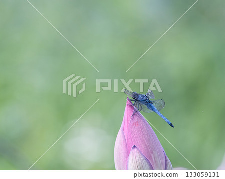 A dragonfly that stops at the lotus bud 133059131