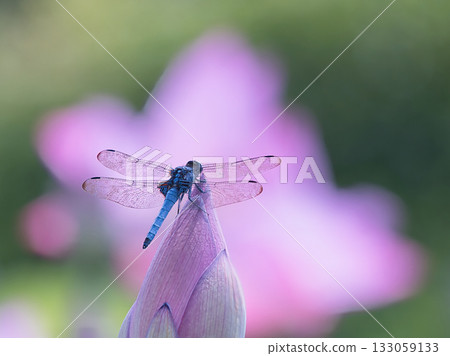 A dragonfly resting on a lotus bud A dragonfly resting on a lotus bud 133059133