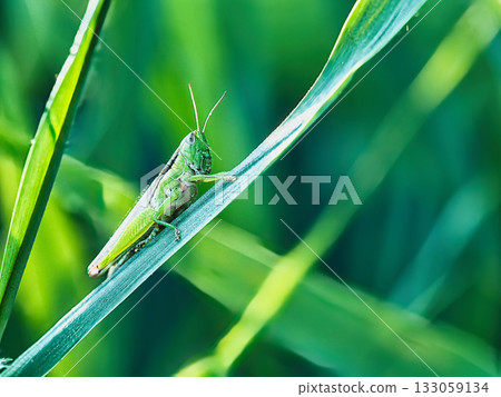 Grasshopper grasshopper Grasshopper grasshopper 133059134