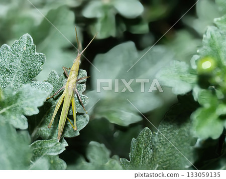 grasshopper perched on a leaf grasshopper perched on a leaf 133059135