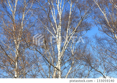 Blue sky and birch forest, bark, birch, birch forest, birch tree, fine grain Blue sky and birch forest, bark, birch, birch forest, birch tree, fine grain 133059140