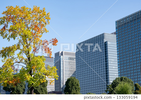 High-rise buildings in the government district and autumn-colored street trees 133059194