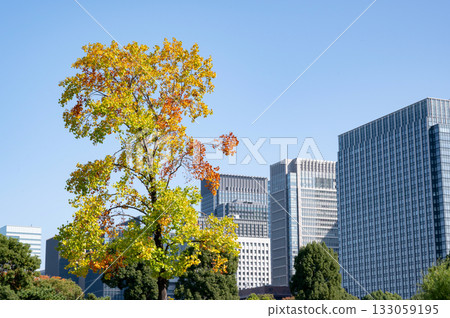 High-rise buildings in the government district and autumn-colored street trees 133059195