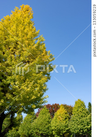 變成秋葉的街道樹 133059219