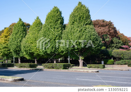 The street tree that turns autumn leaves The street tree that turns autumn leaves 133059221