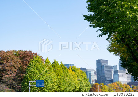 The street tree that turns autumn leaves The street tree that turns autumn leaves 133059222