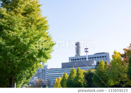 政府區路邊樹木和摩天大樓的秋葉 133059225