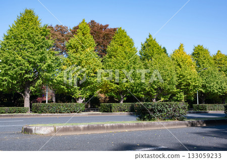 Scenery of roadside trees turning red in autumn Scenery of roadside trees turning red in autumn 133059233