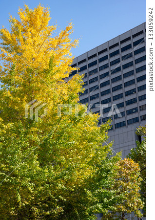 秋季,政府區的高樓大廈和路邊樹木都變紅了。 秋季,政府區的高樓大廈和路邊樹木都變紅了。 133059242