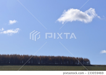 Late autumn in Hokkaido: Blue sky and the silhouette of a larch forest Late autumn in Hokkaido: Blue sky and the silhouette of a larch forest 133059469