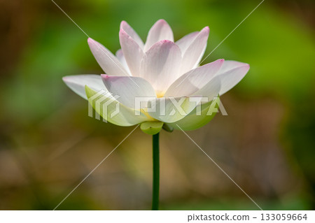The most beautiful flower in the world...the lotus The most beautiful flower in the world...the lotus 133059664