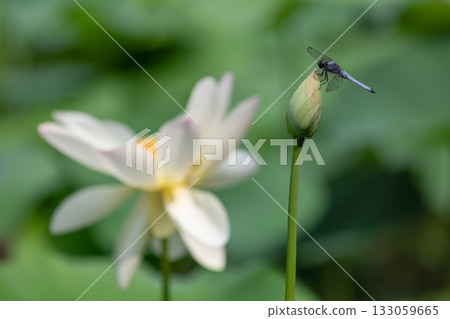 The most beautiful flower in the world...the lotus The most beautiful flower in the world...the lotus 133059665