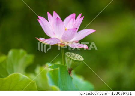 The most beautiful flower in the world...the lotus The most beautiful flower in the world...the lotus 133059731