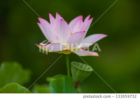 The most beautiful flower in the world...the lotus The most beautiful flower in the world...the lotus 133059732