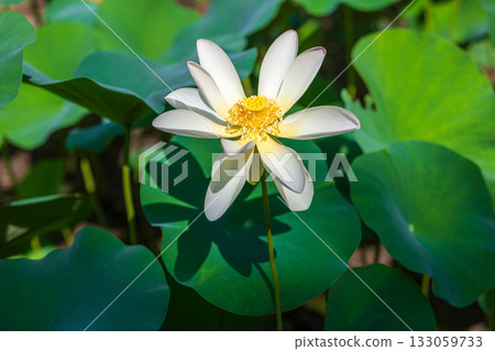 The most beautiful flower in the world...the lotus 133059733