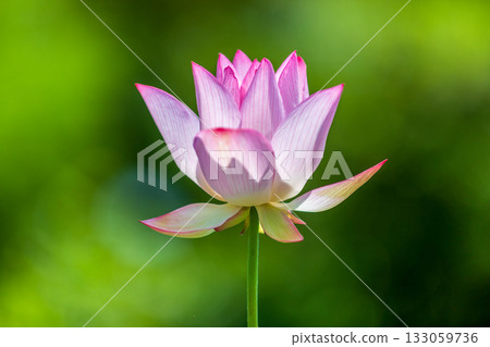 The most beautiful flower in the world...the lotus 133059736