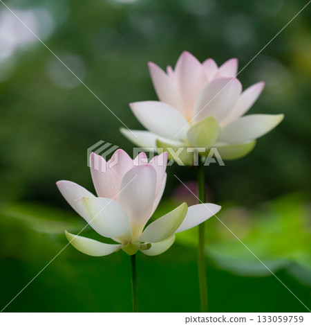 The most beautiful flower in the world...the lotus The most beautiful flower in the world...the lotus 133059759