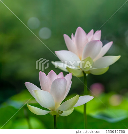 The most beautiful flower in the world...the lotus The most beautiful flower in the world...the lotus 133059760