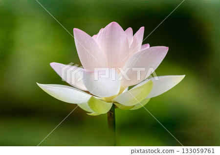 The most beautiful flower in the world...the lotus 133059761