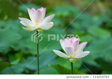 世界上最美麗的花…蓮花 世界上最美麗的花…蓮花 133059763