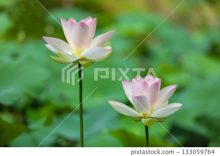 The most beautiful flower in the world...the lotus 133059764