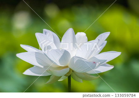 The most beautiful flower in the world...the lotus The most beautiful flower in the world...the lotus 133059784