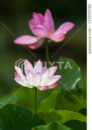 The most beautiful flower in the world...the lotus The most beautiful flower in the world...the lotus 133059786