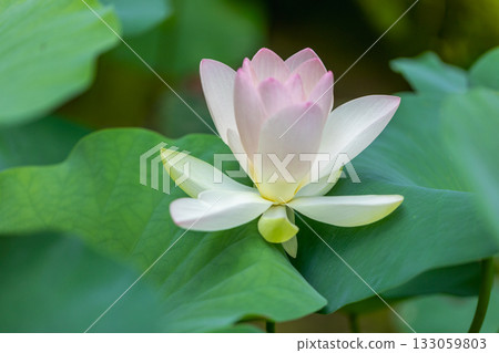 The most beautiful flower in the world...the lotus The most beautiful flower in the world...the lotus 133059803