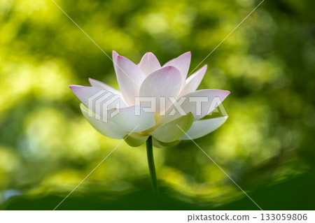 The most beautiful flower in the world...the lotus 133059806