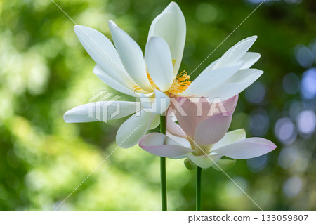 The most beautiful flower in the world...the lotus 133059807