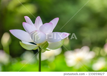 The most beautiful flower in the world...the lotus 133059827