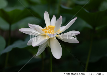 世界上最美麗的花…蓮花 133059832