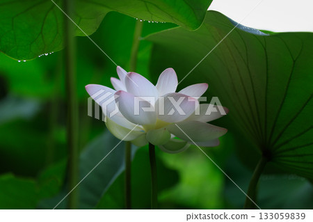 The most beautiful flower in the world...the lotus 133059839