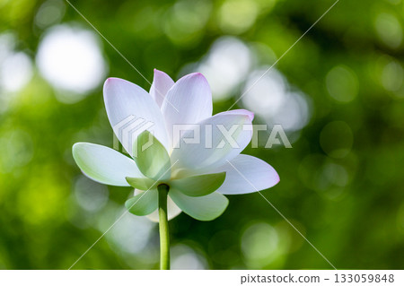 世界上最美麗的花 世界上最美麗的花 133059848