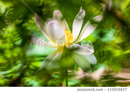 the most beautiful flower in the world the most beautiful flower in the world 133059857