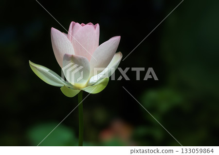 the most beautiful flower in the world the most beautiful flower in the world 133059864