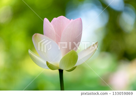 世界上最美麗的花 世界上最美麗的花 133059869