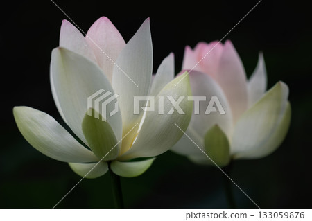 the most beautiful flower in the world the most beautiful flower in the world 133059876