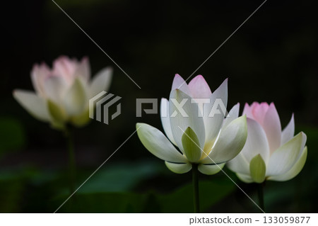 the most beautiful flower in the world the most beautiful flower in the world 133059877