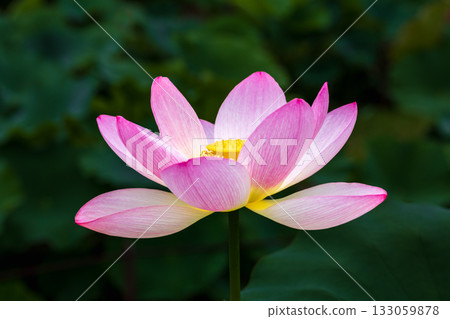 the most beautiful flower in the world the most beautiful flower in the world 133059878