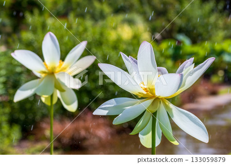 the most beautiful flower in the world 133059879