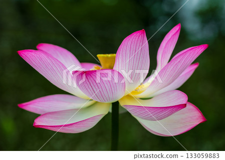 the most beautiful flower in the world 133059883