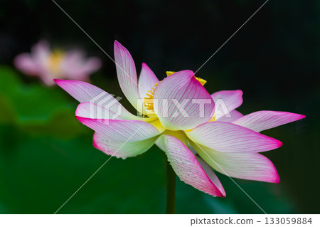 the most beautiful flower in the world the most beautiful flower in the world 133059884