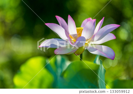 the most beautiful flower in the world 133059912