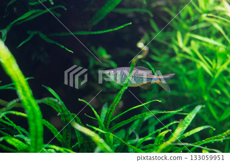 一條魚在水生植物叢中游動 一條魚在水生植物叢中游動 133059951